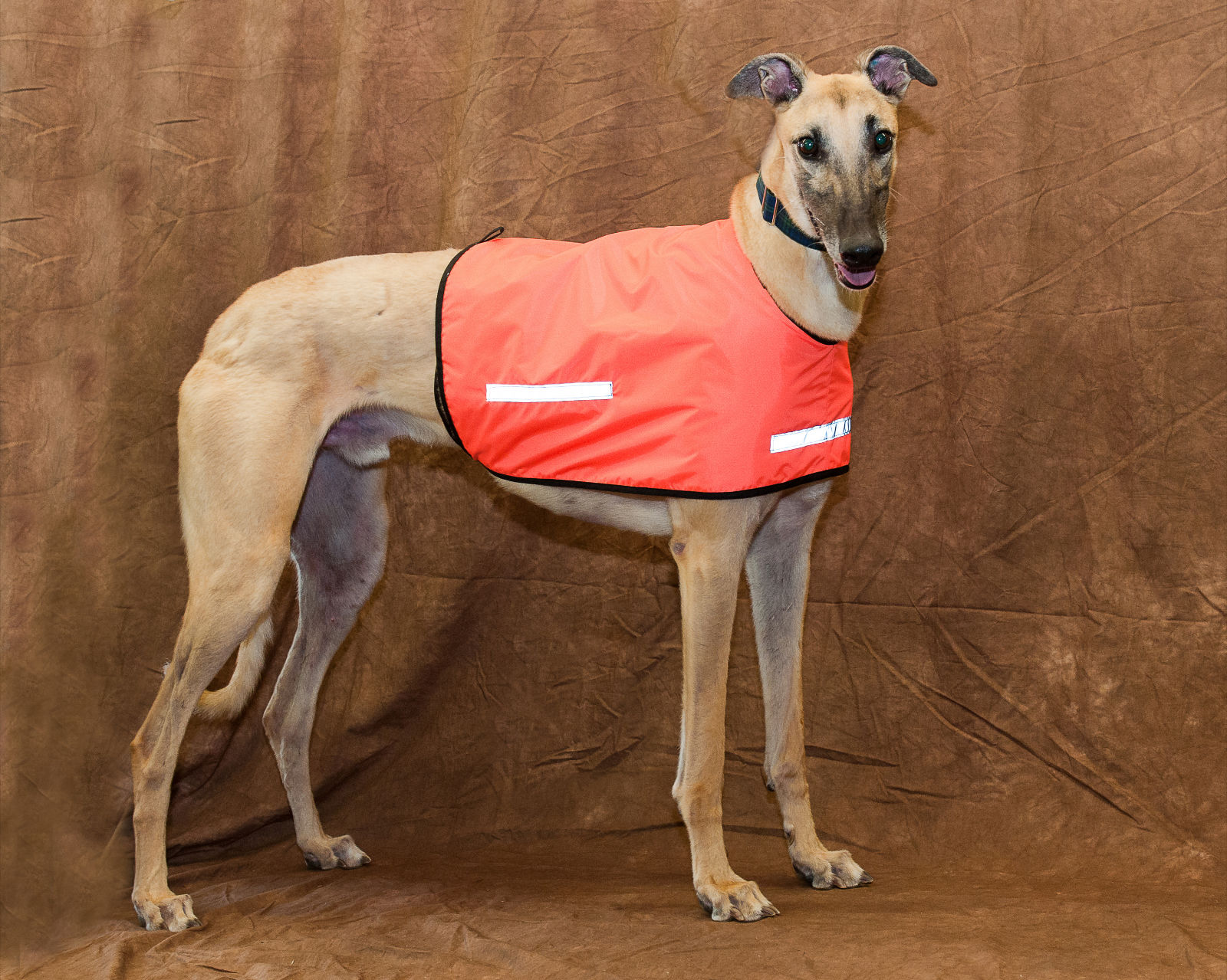 Racedog safety vest - Safety - Products 